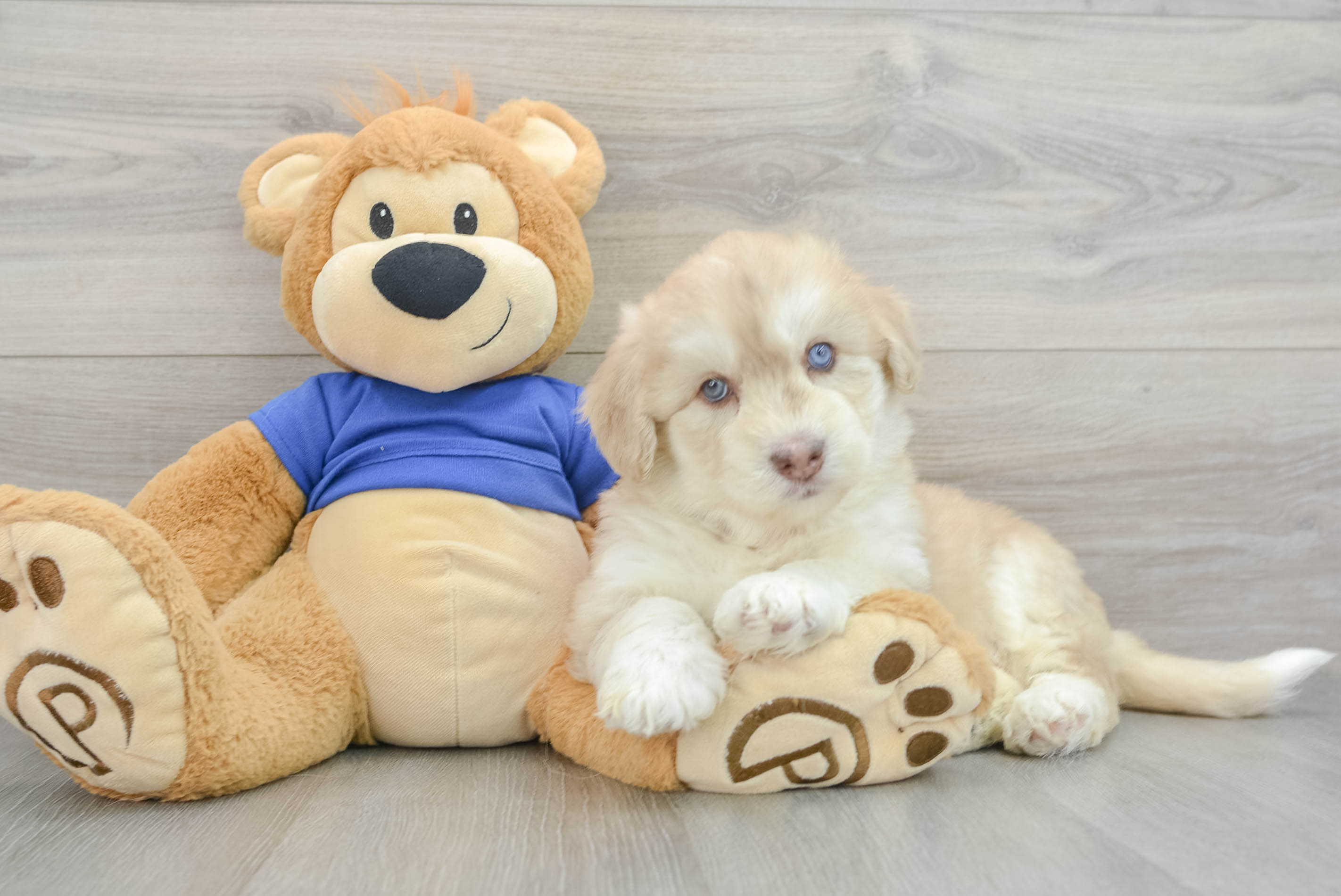 mini-huskydoodle-meg-