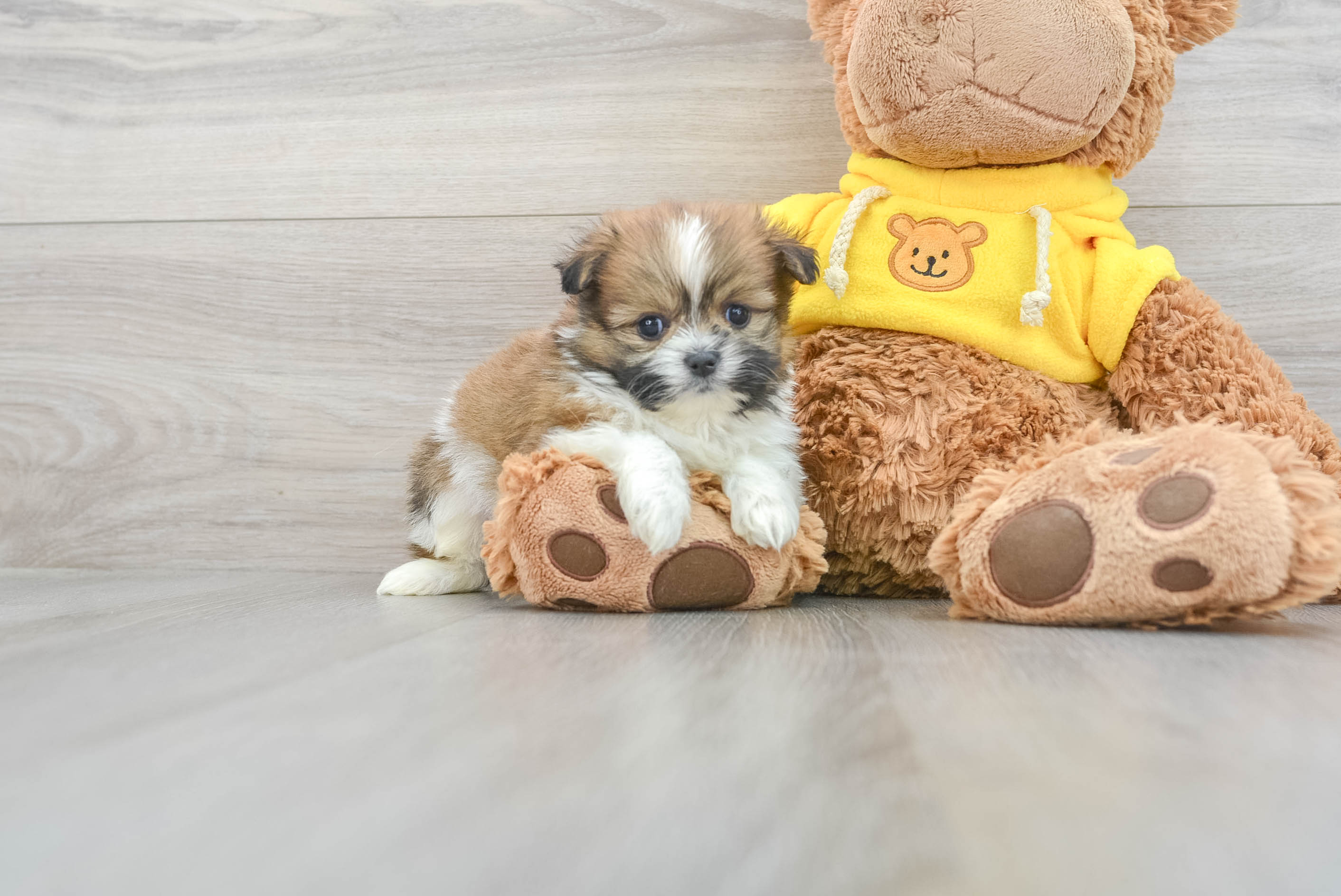 Cute Shih Pom Gosling: 5.7 oz Designer Puppy
