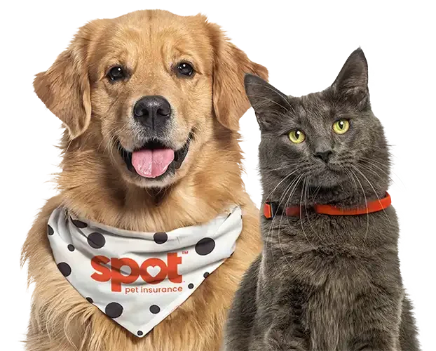 Spot Pet Insurance Pets