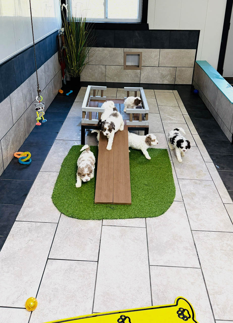 Breeder working with puppies following Pilesgrove Pups participation standards