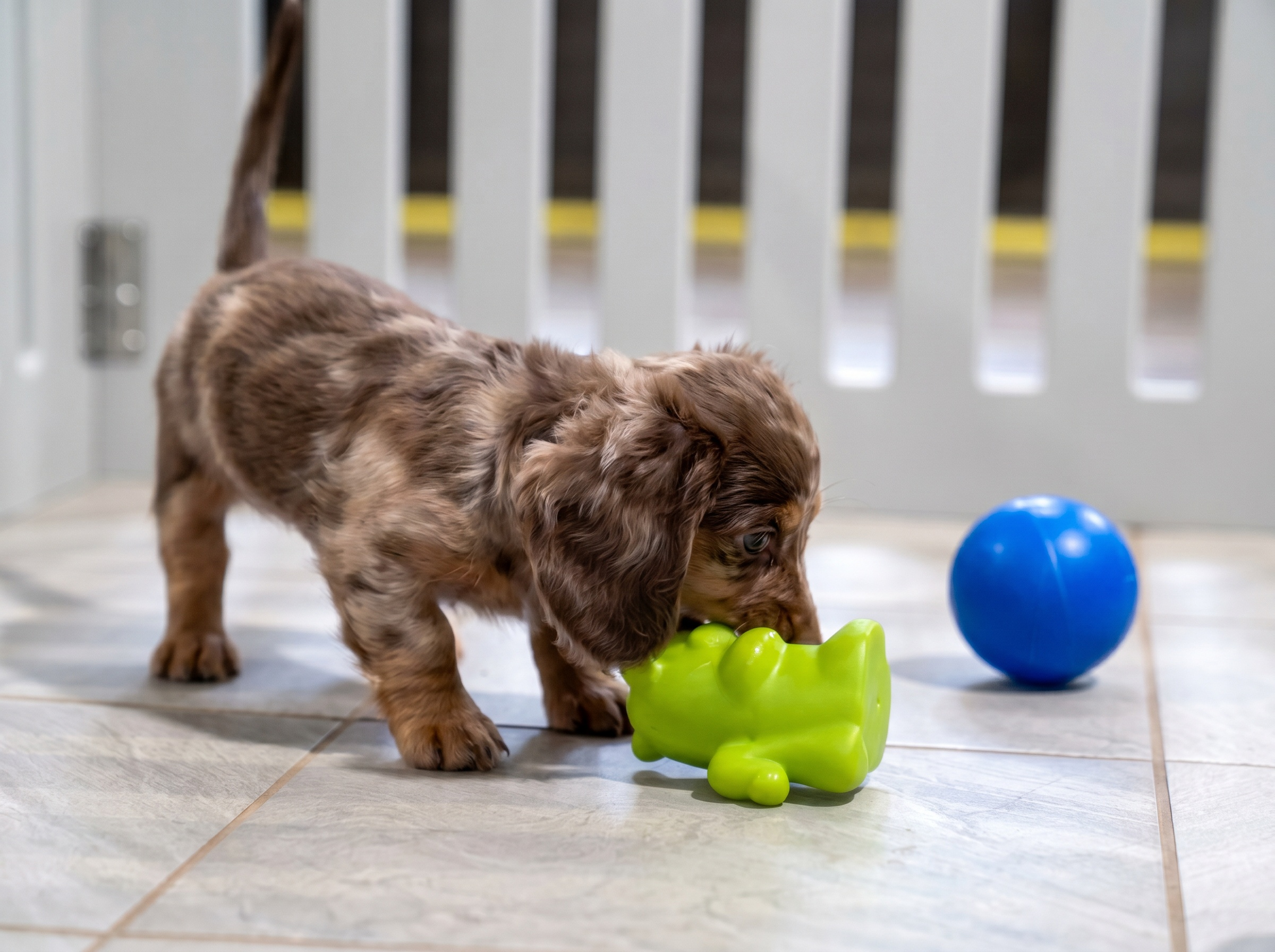 Puppies at three to five weeks exploring their environment