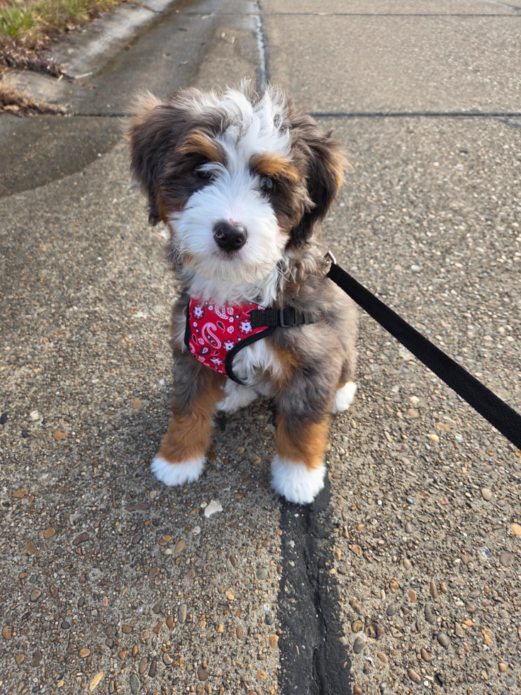 Happy, healthy Pilesgrove Pups puppy
