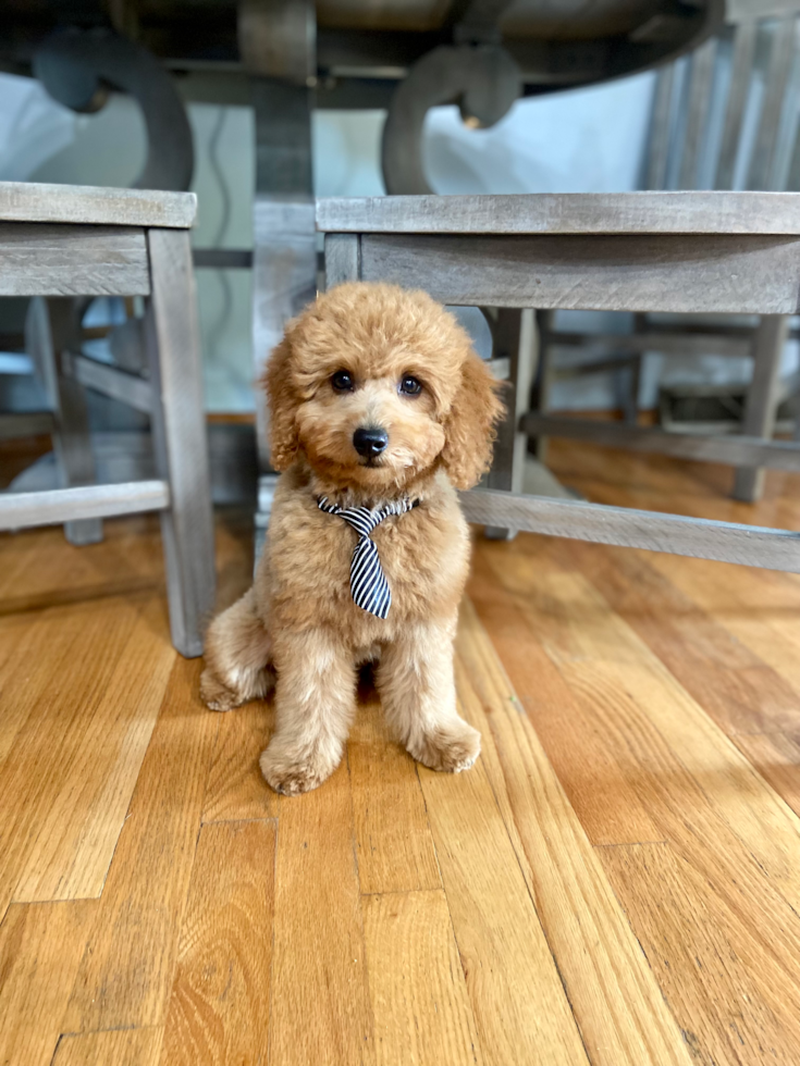 Happy, healthy Pilesgrove Pups puppy