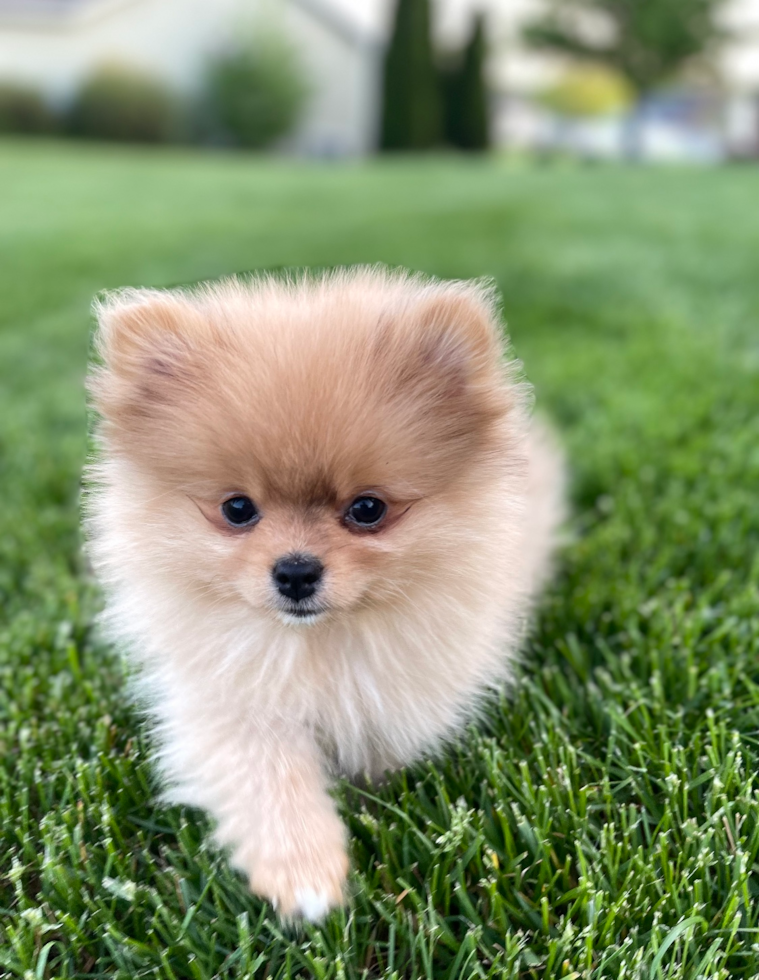 Happy, healthy Pilesgrove Pups puppy