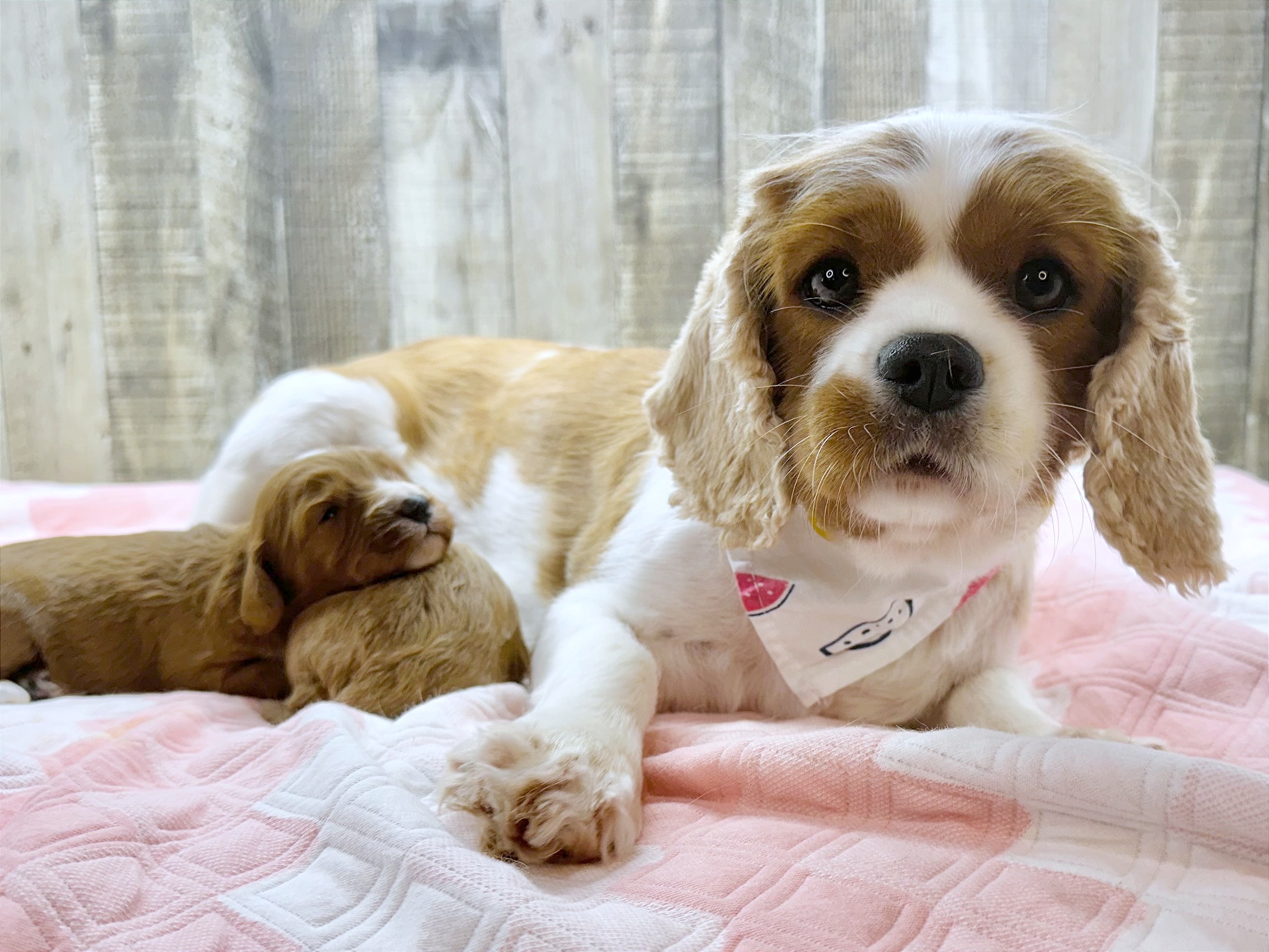 Code of ethics — 10 core principles guiding animal well-being and breeder accountability