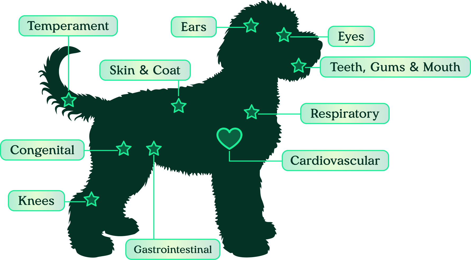 Nose-to-tail veterinary health screening diagram for Pilesgrove Pups puppies
