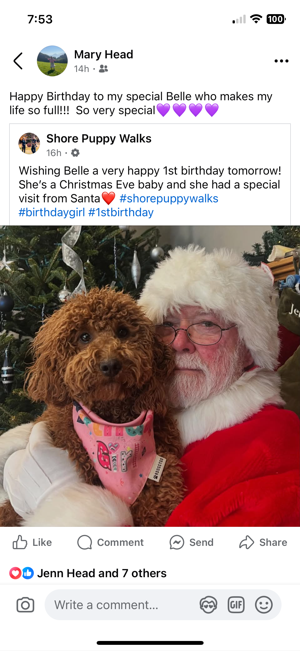 Small Mini Goldendoodle Baby