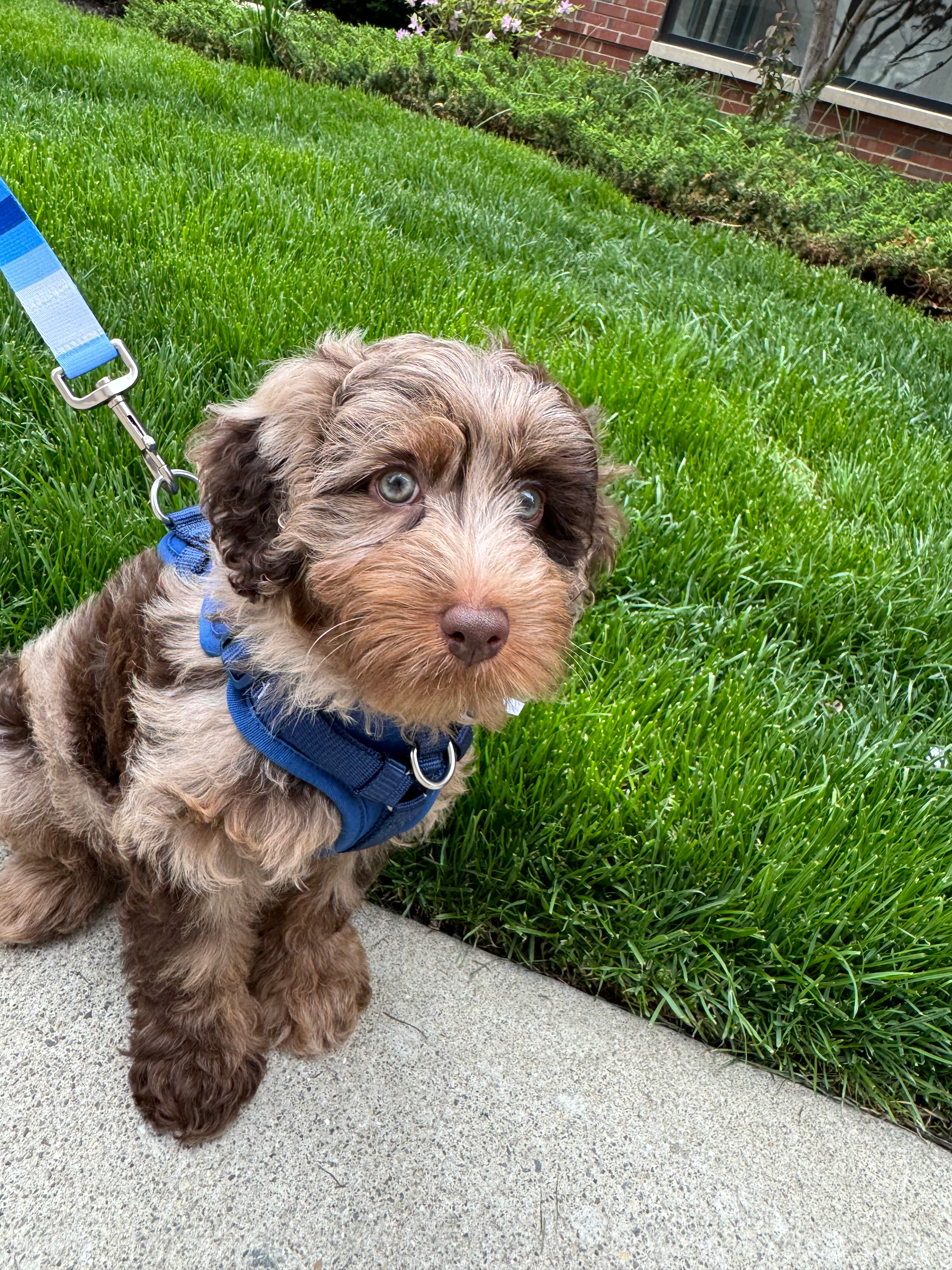 Mini Labradoodle Puppy for Adoption