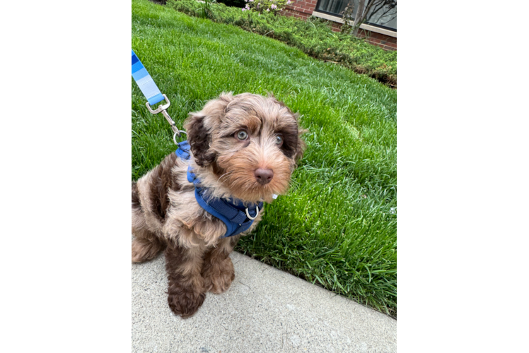 Mini Labradoodle Puppy for Adoption