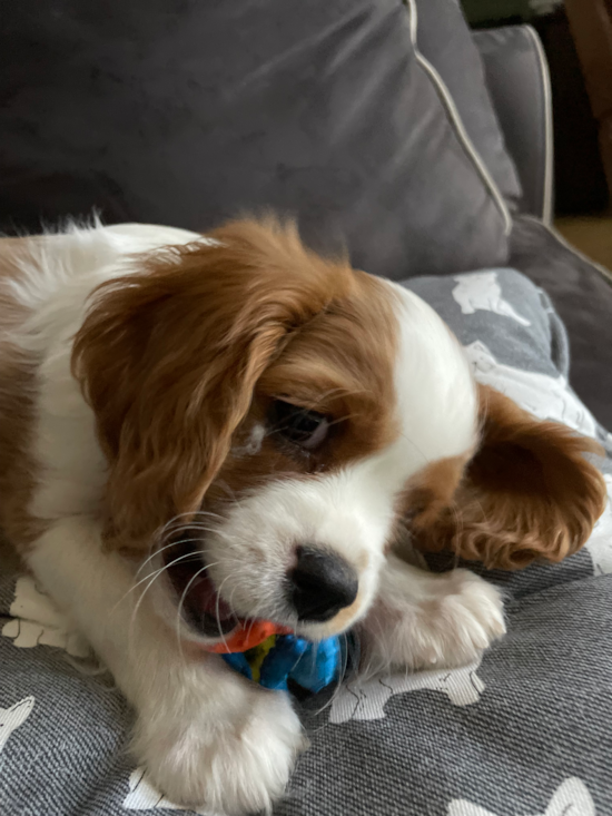 Cavalier King Charles Spaniel