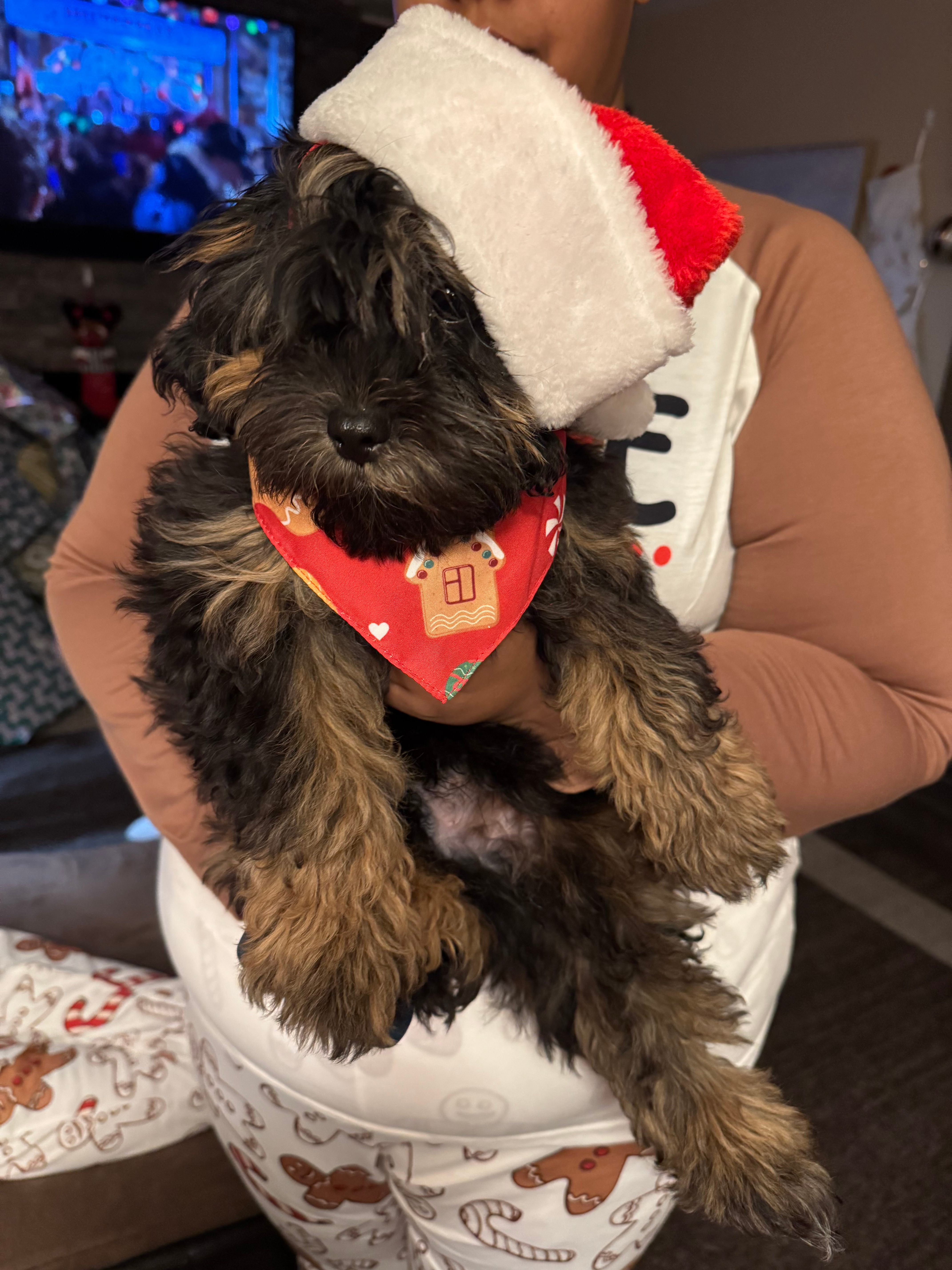 Shih Poo Puppy for Adoption