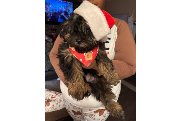 Shih Poo Puppy for Adoption