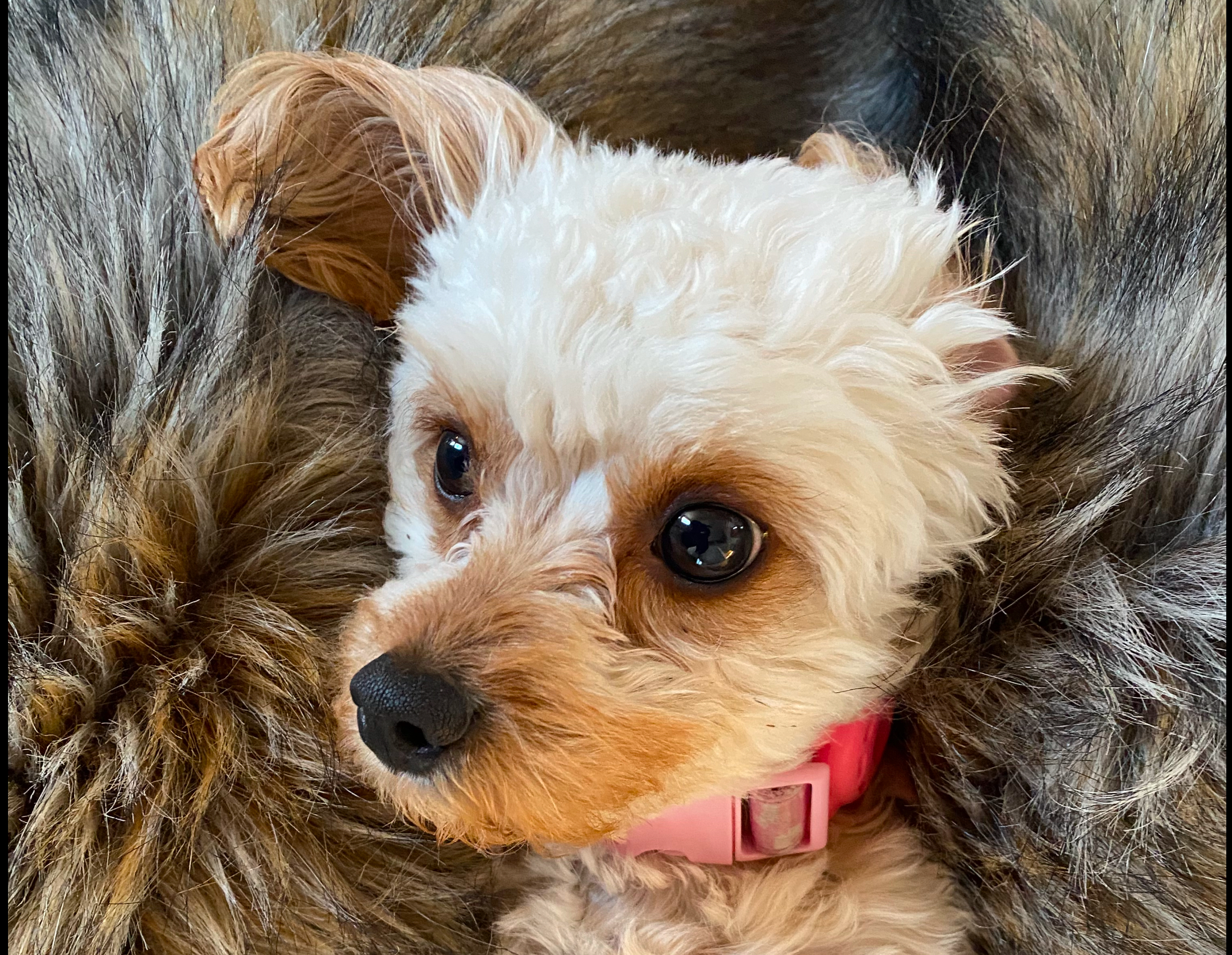 Small Cavapoo Baby