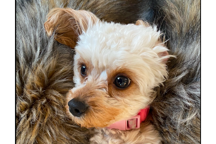 Small Cavapoo Baby