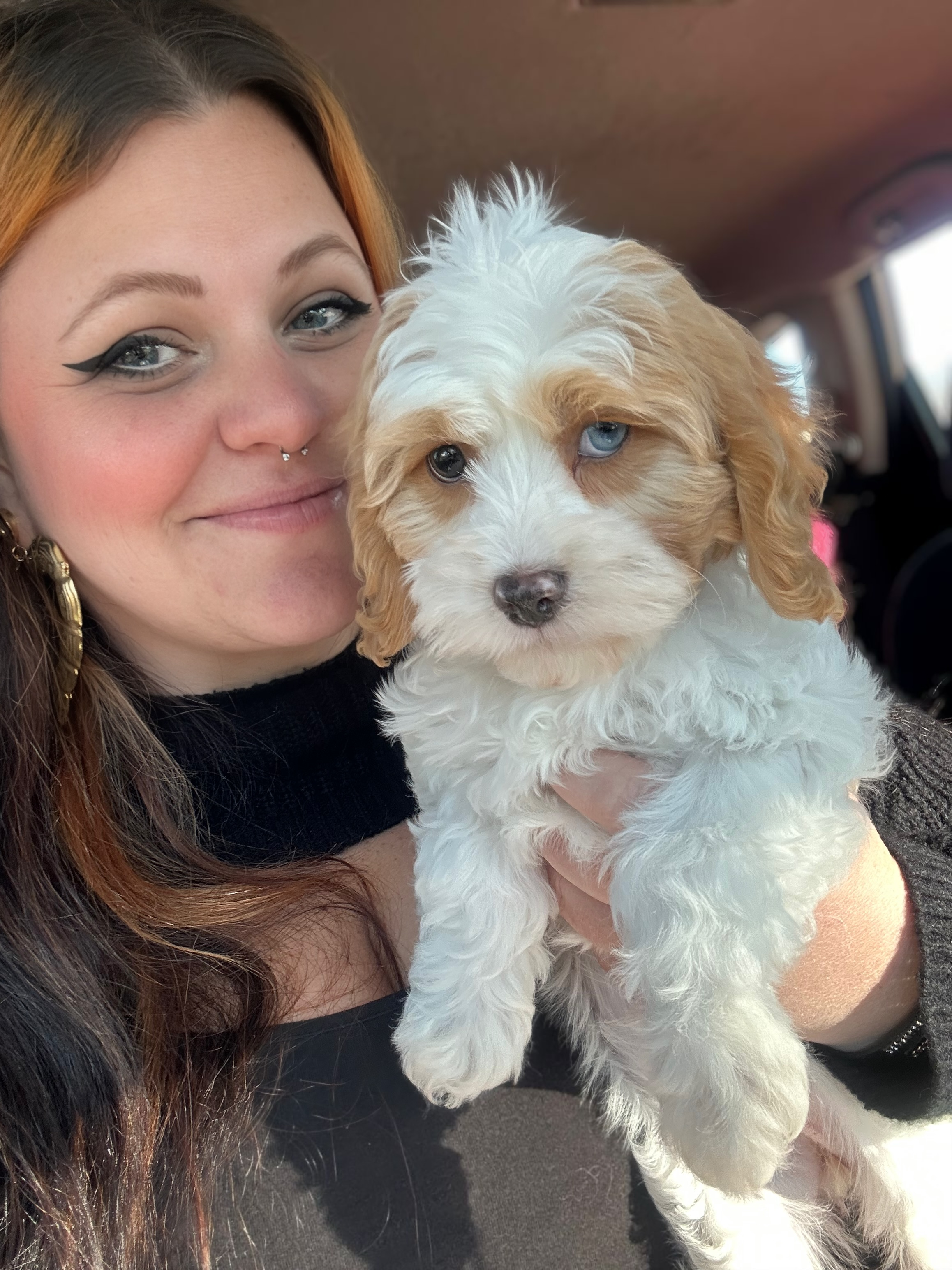 Cavapoo Pup Being Cute