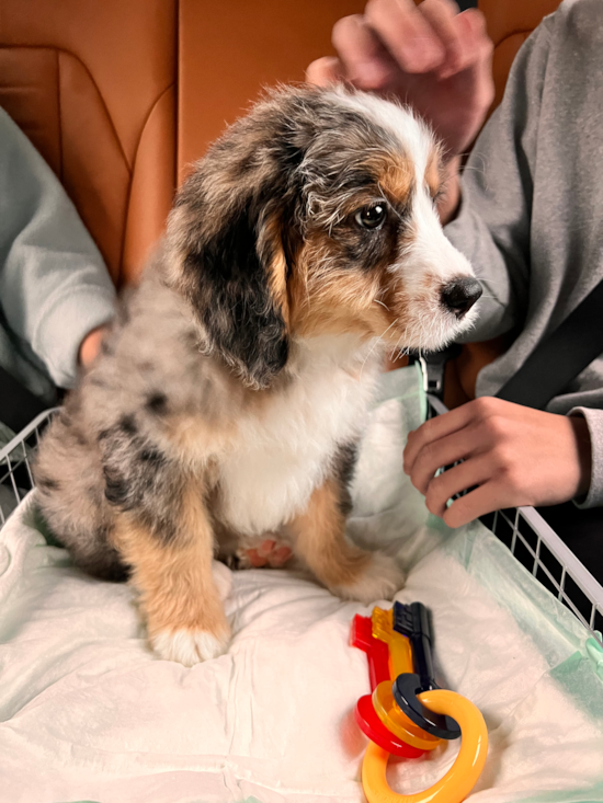 Mini Bernedoodle