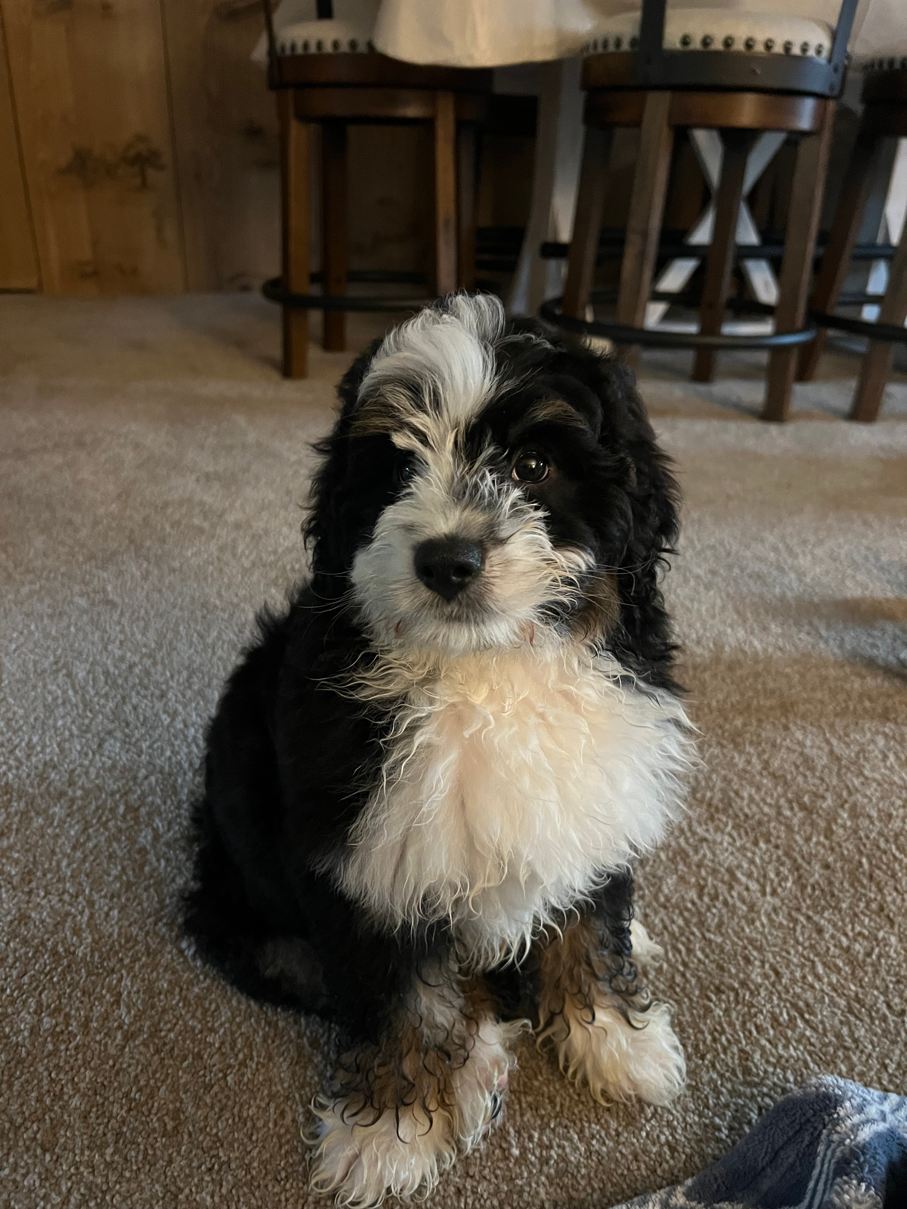 Small Mini Bernedoodle Baby