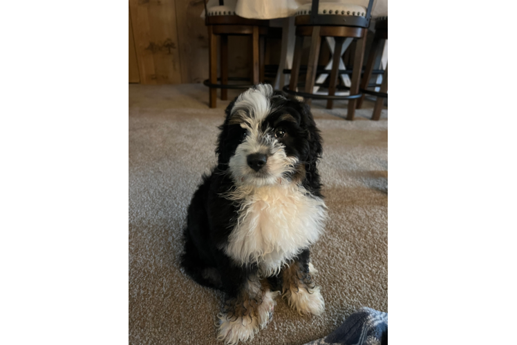 Small Mini Bernedoodle Baby