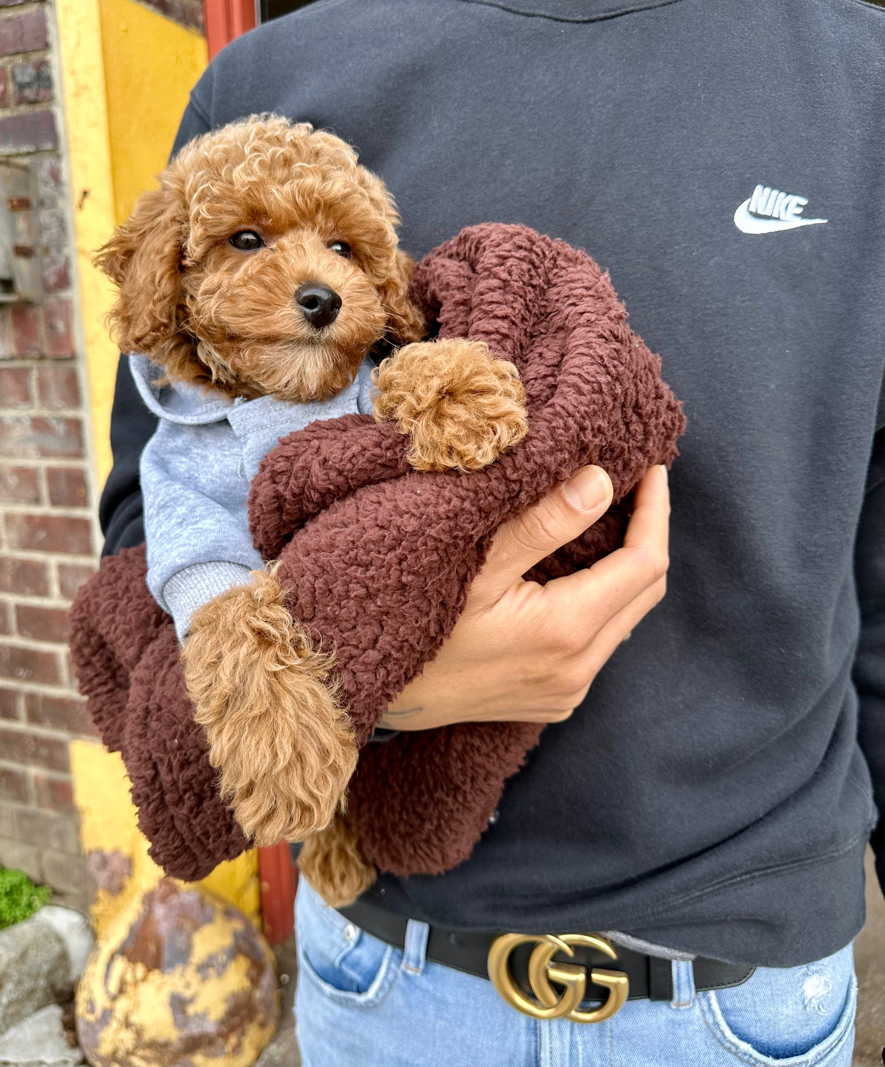Akc Registered Poodle Purebred Pup