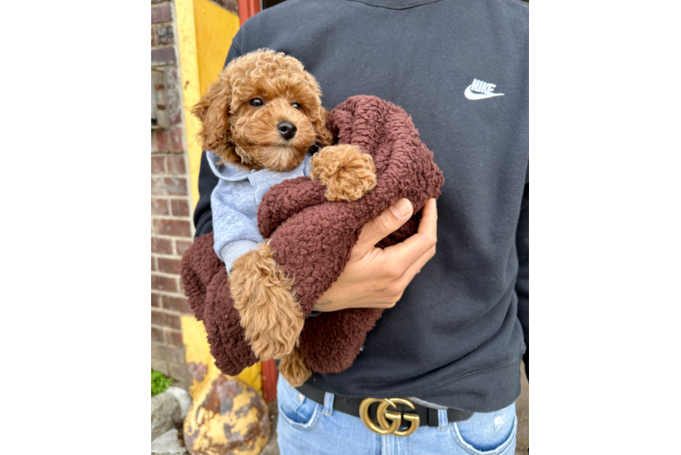 Akc Registered Poodle Purebred Pup