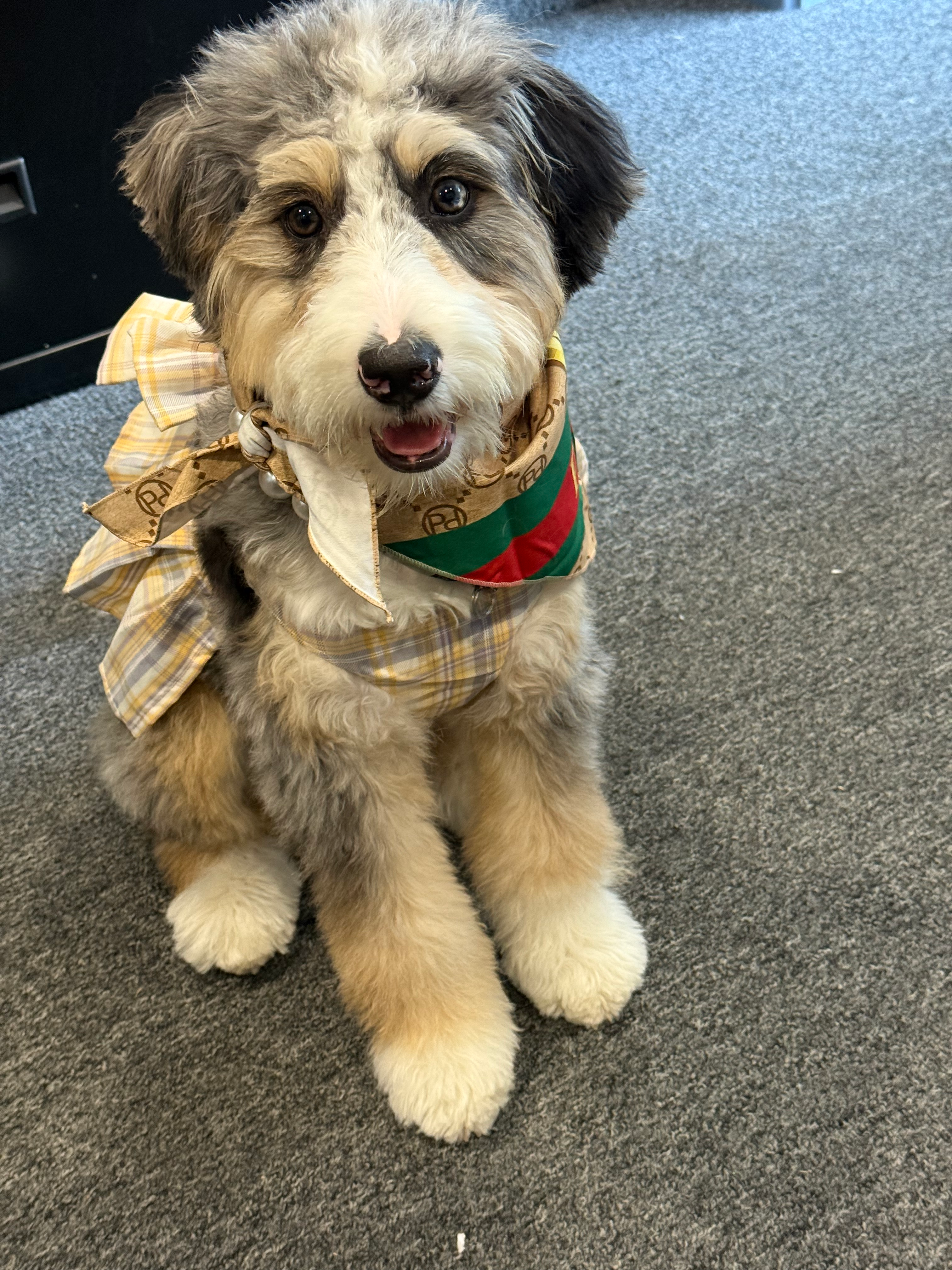 Playful Mini Berniedoodle Poodle Mix Puppy