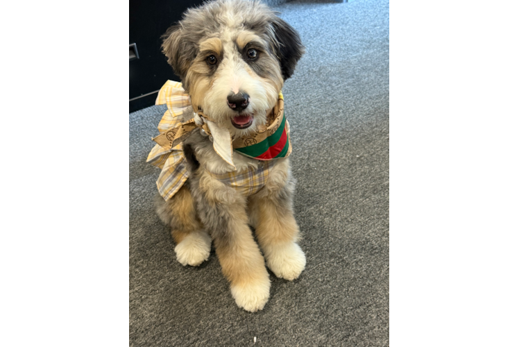 Playful Mini Berniedoodle Poodle Mix Puppy