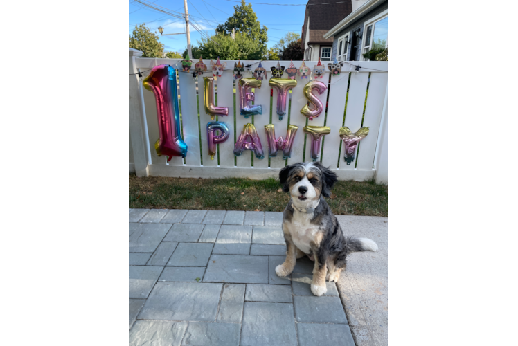 Mini Bernedoodle Puppy for Adoption