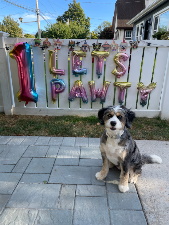 Mini Bernedoodle