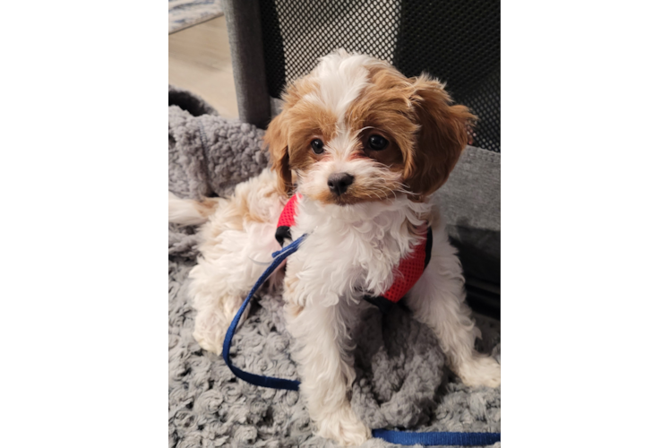 Friendly Cavapoo Baby