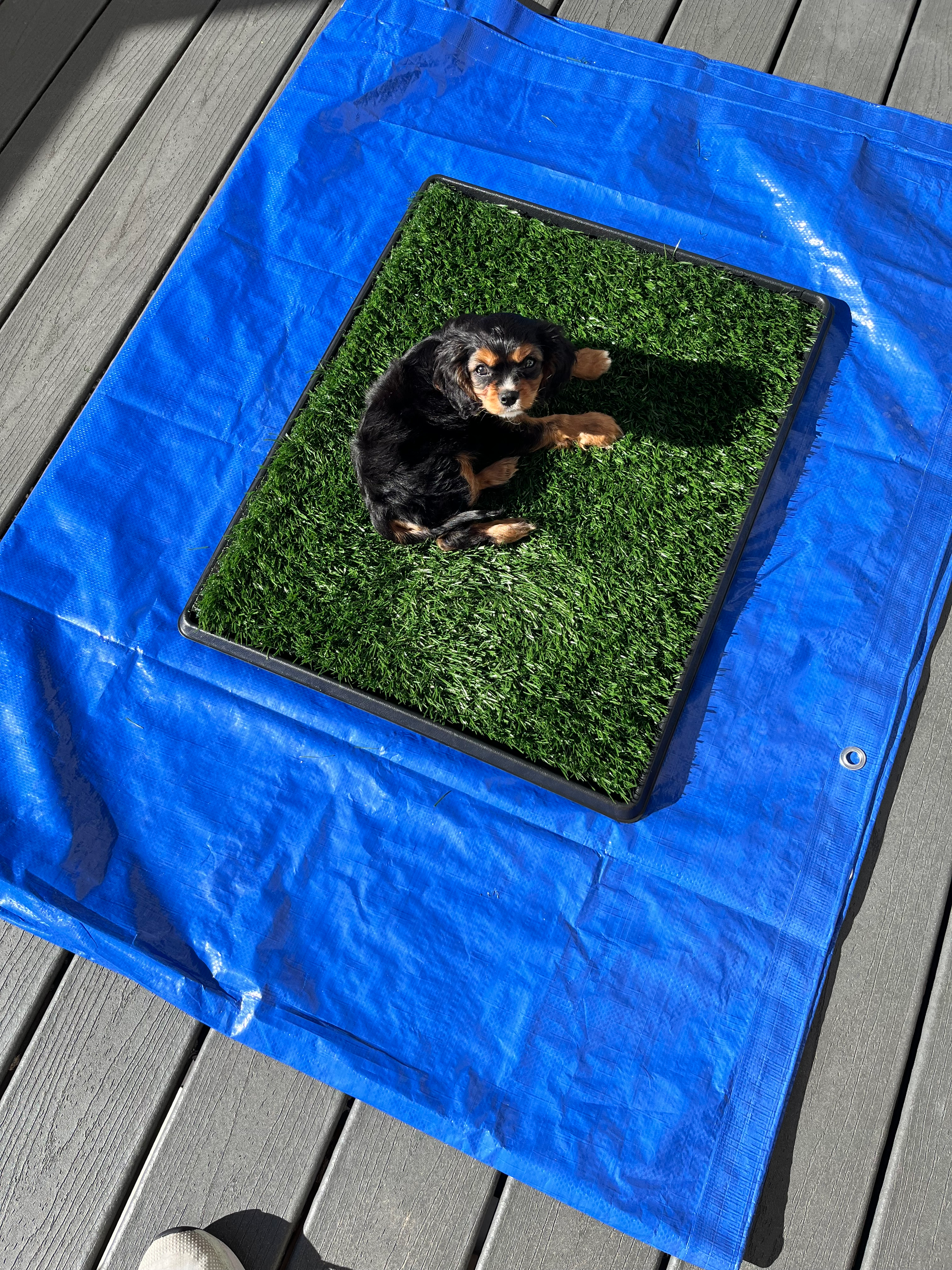 Sweet Cavalier King Charles Spaniel Purebred Puppy