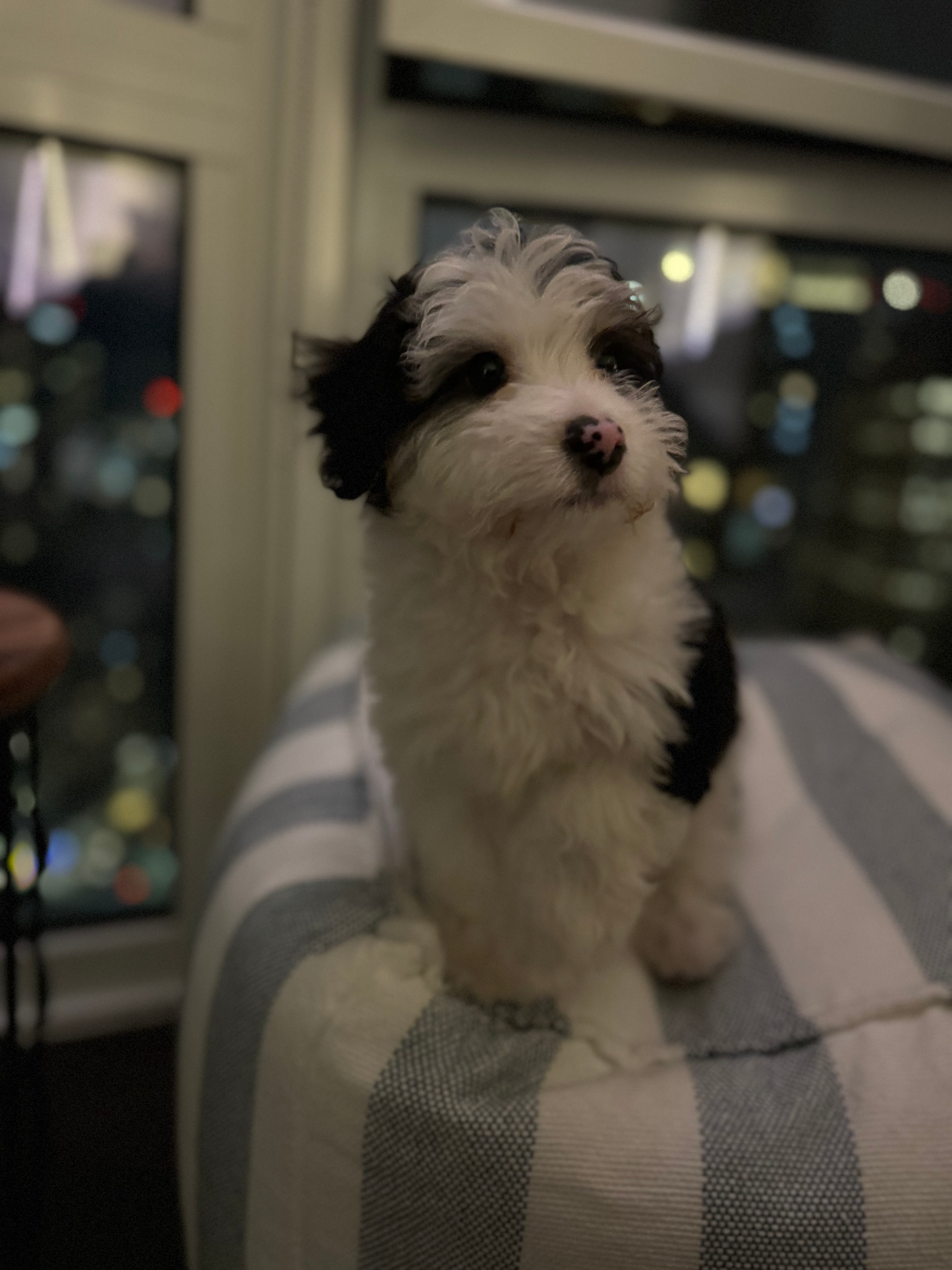 Mini Aussiedoodle Pup Being Cute