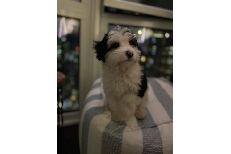 Mini Aussiedoodle Pup Being Cute