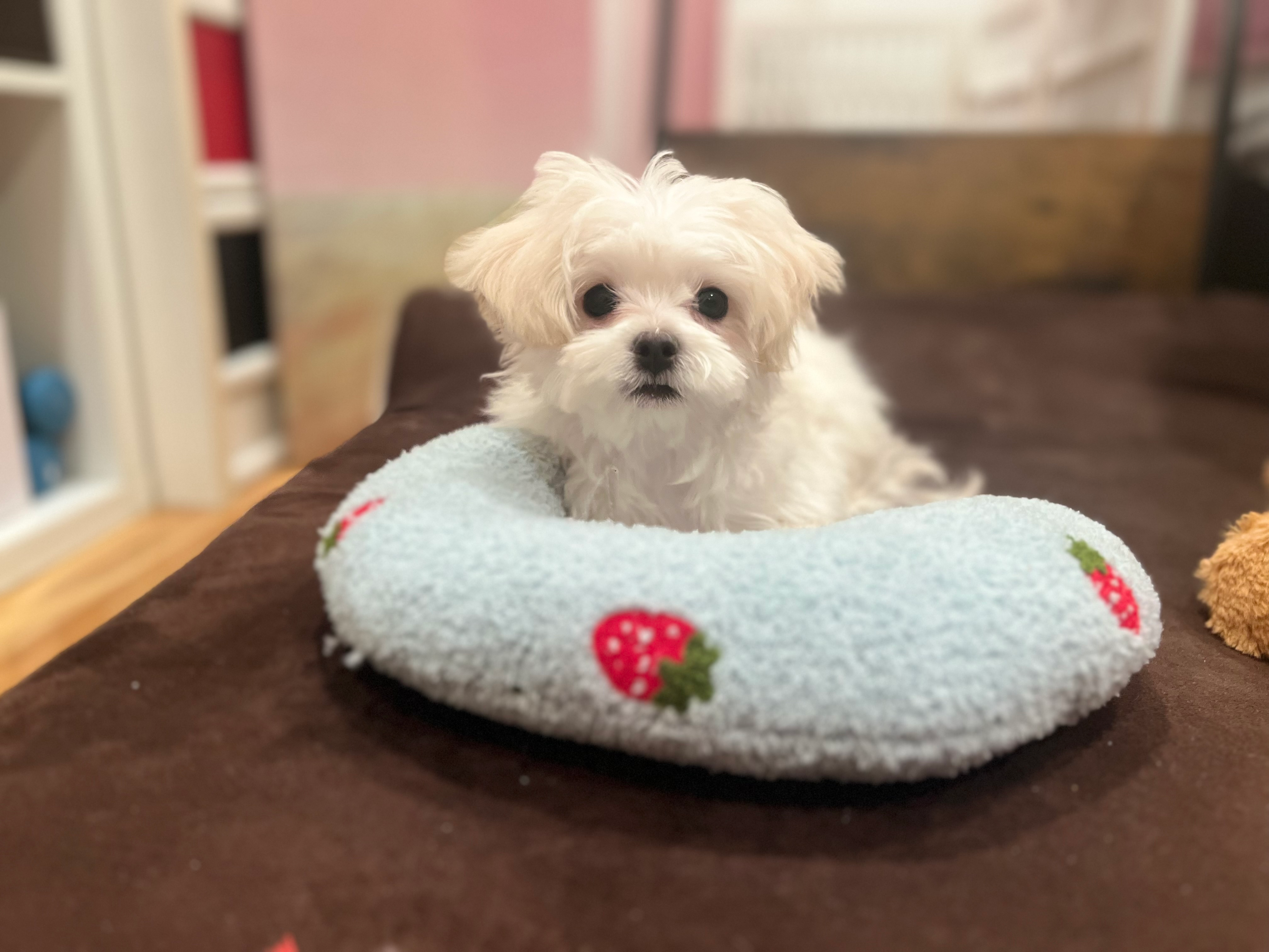 Best Maltipoo Baby