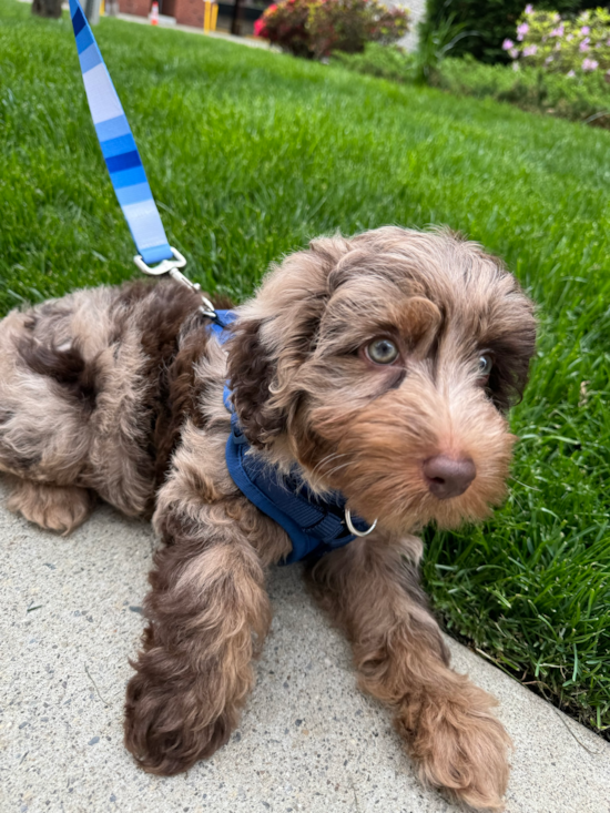 Mini Labradoodle