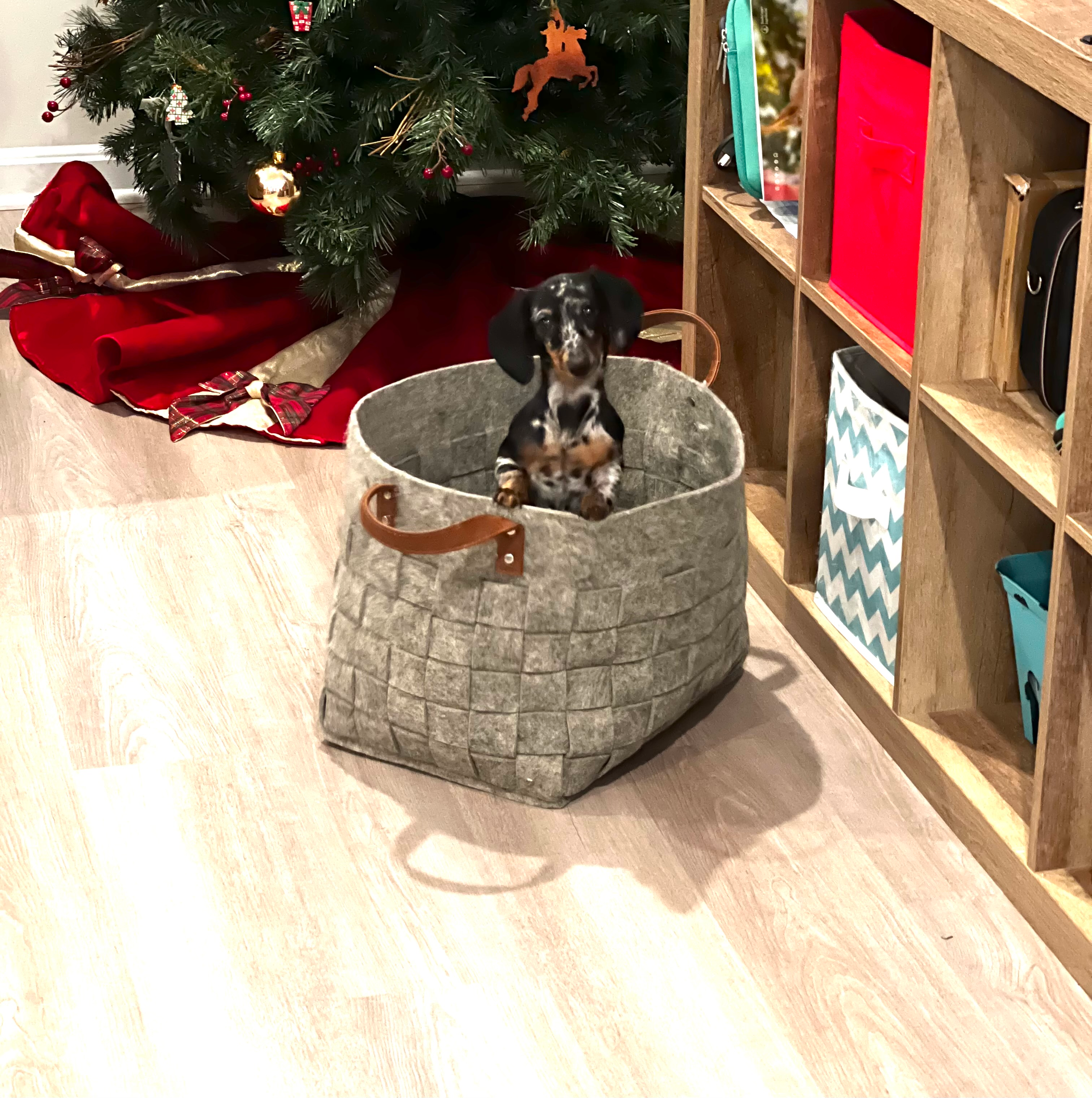 Cute Dachshund Purebred Pup