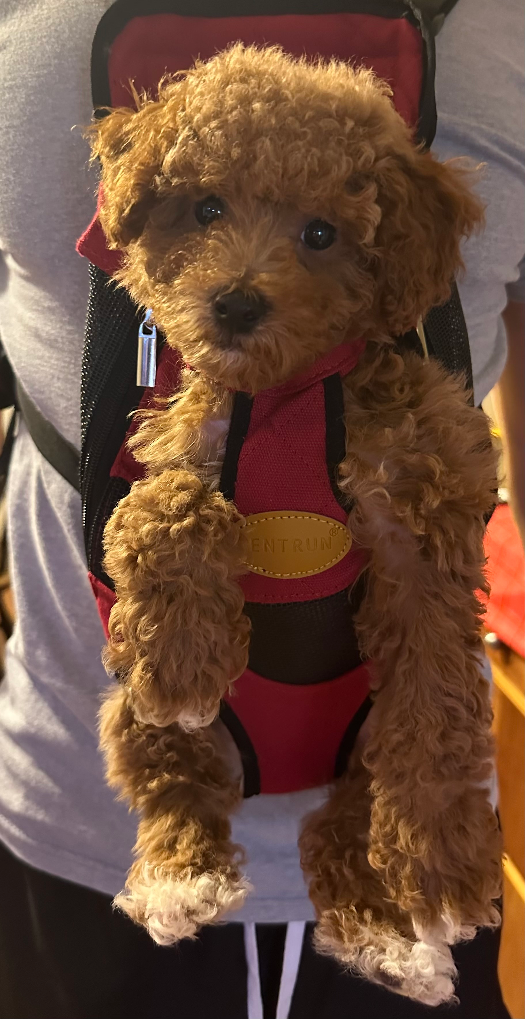 Hypoallergenic Poodle Purebred Pup