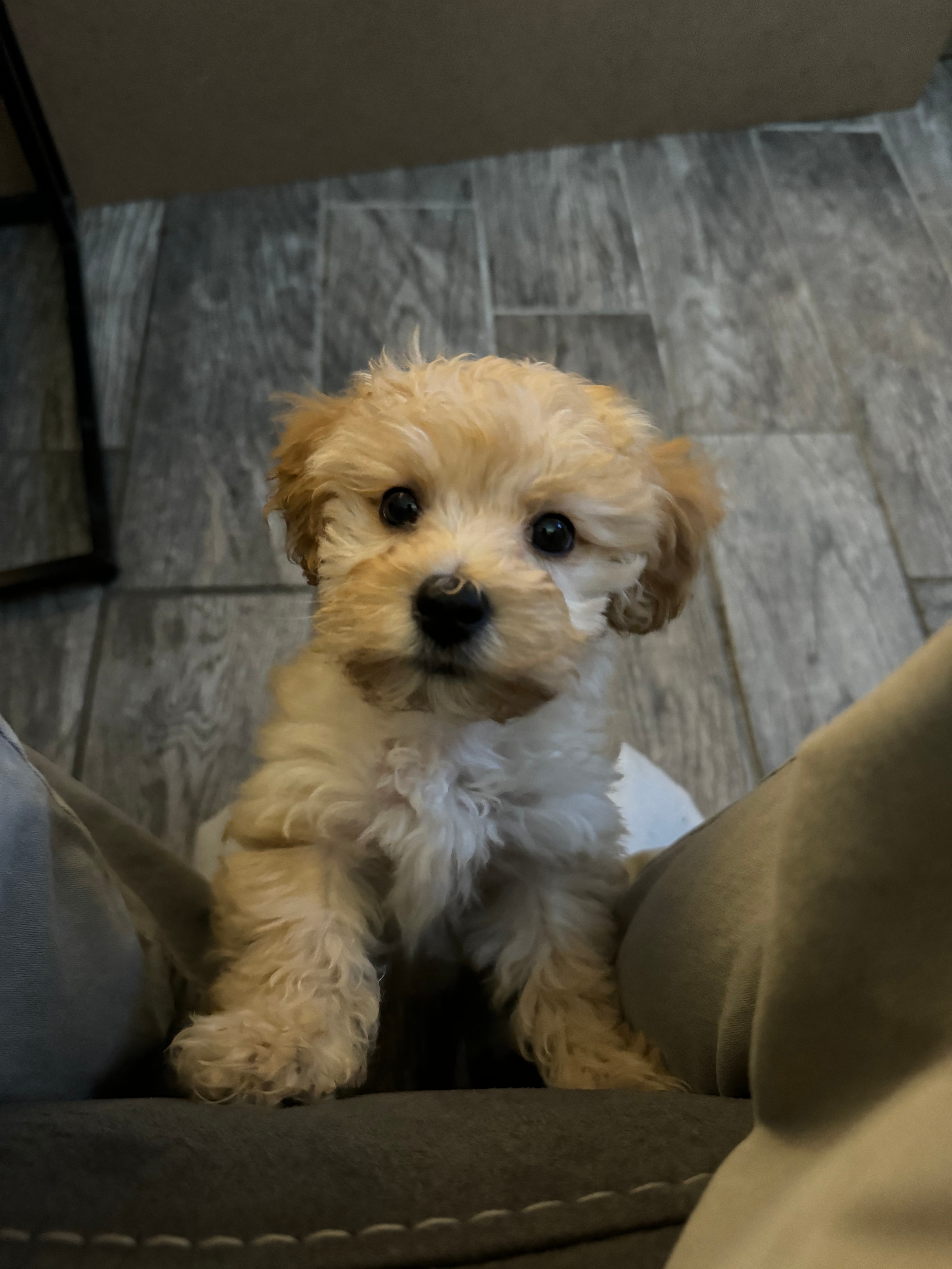Maltipoo Puppy for Adoption