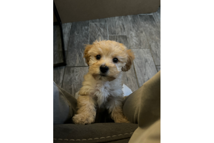 Maltipoo Puppy for Adoption