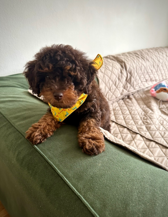 Poodle