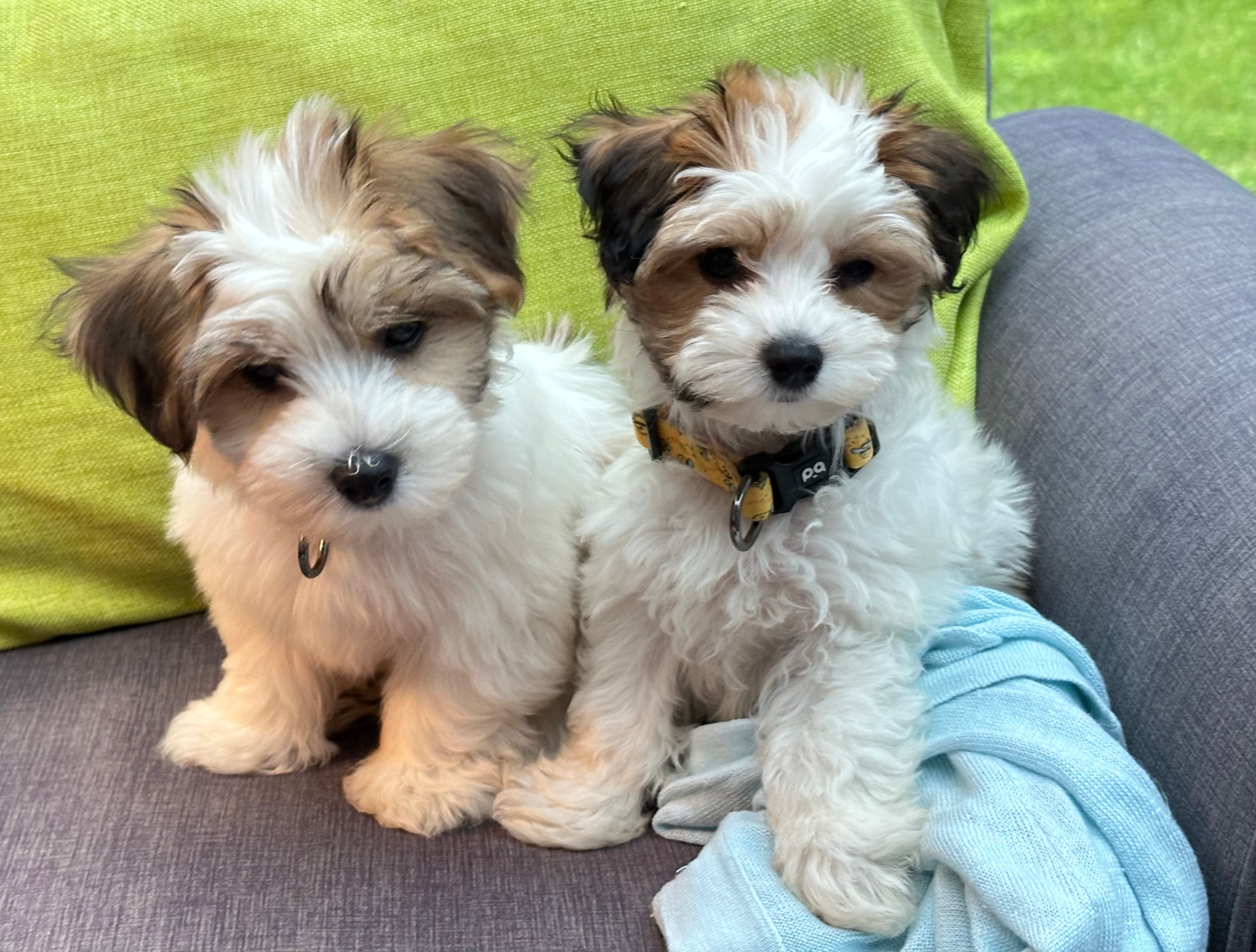 Smart Yorkie Chon Designer Pup