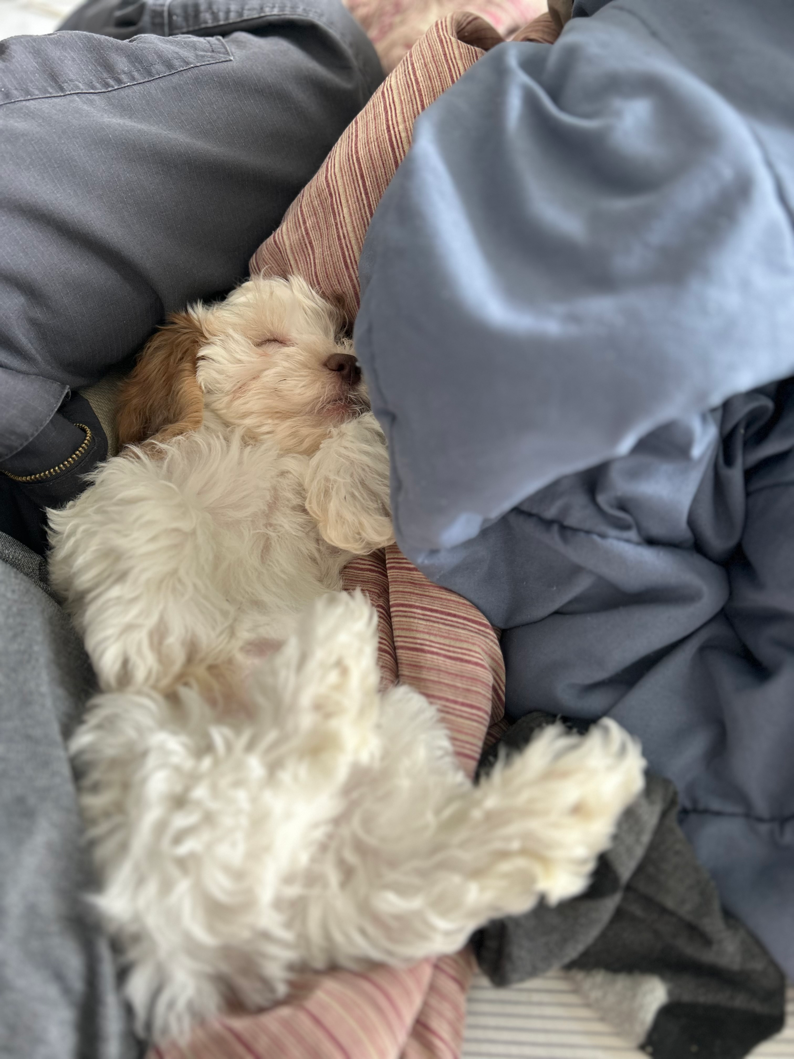 Shih Poo Pup Being Cute