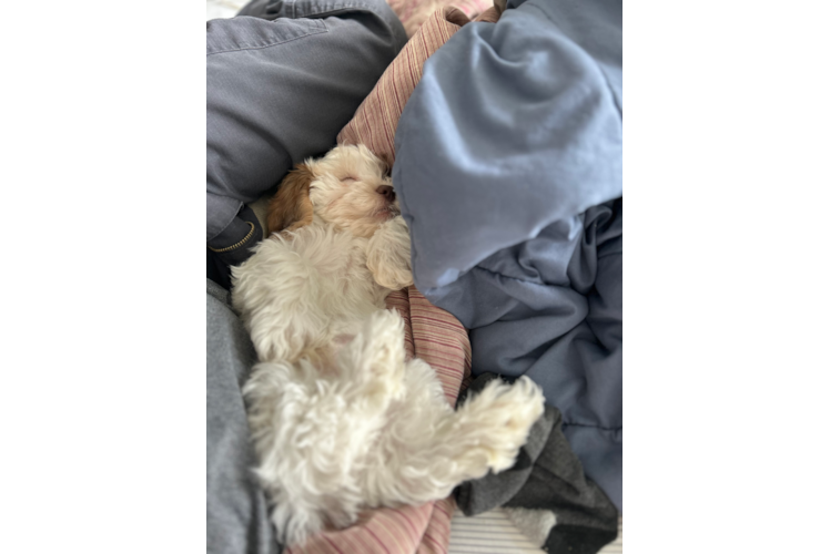 Shih Poo Pup Being Cute