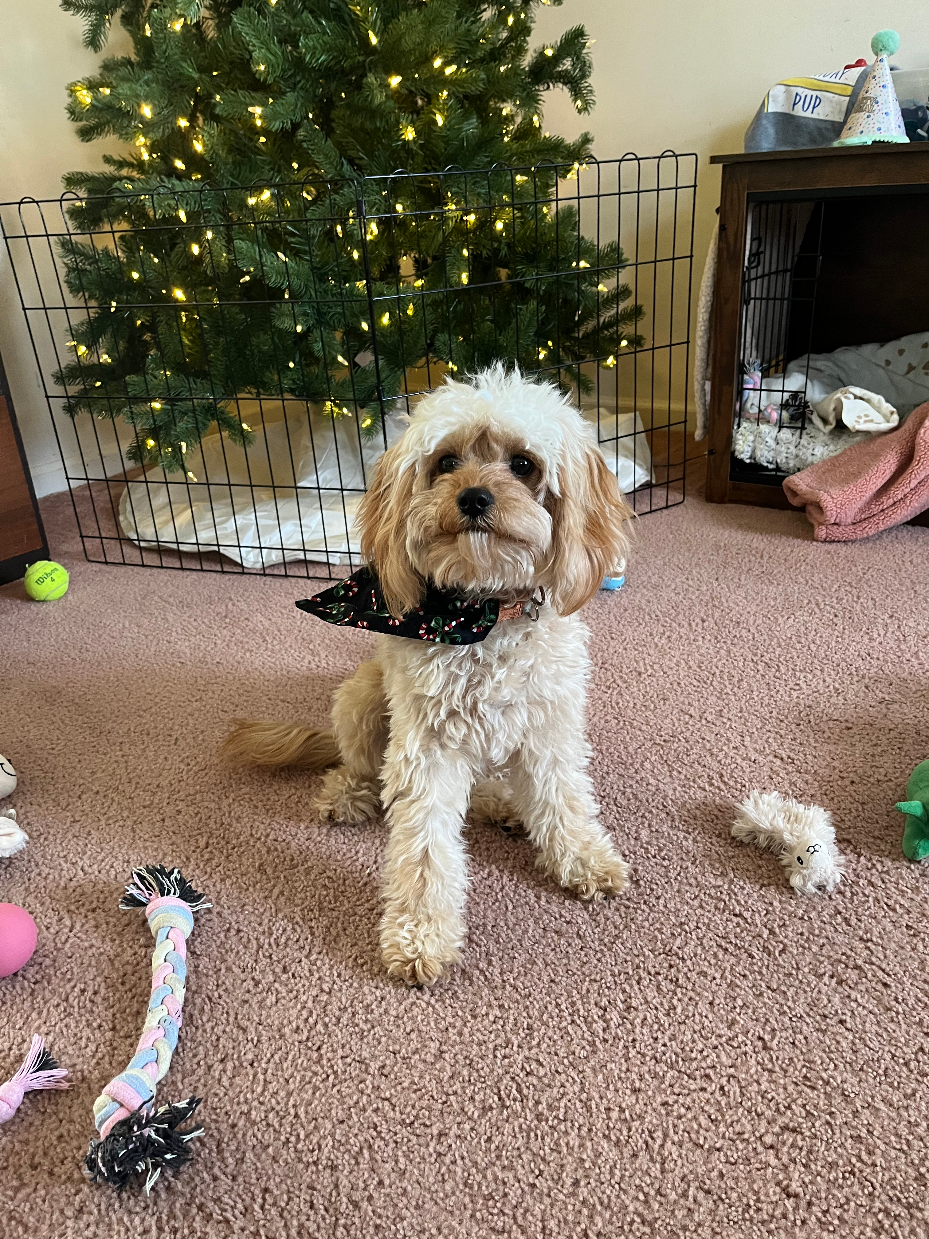 Cavapoo Pup Being Cute