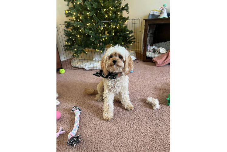 Cavapoo Pup Being Cute