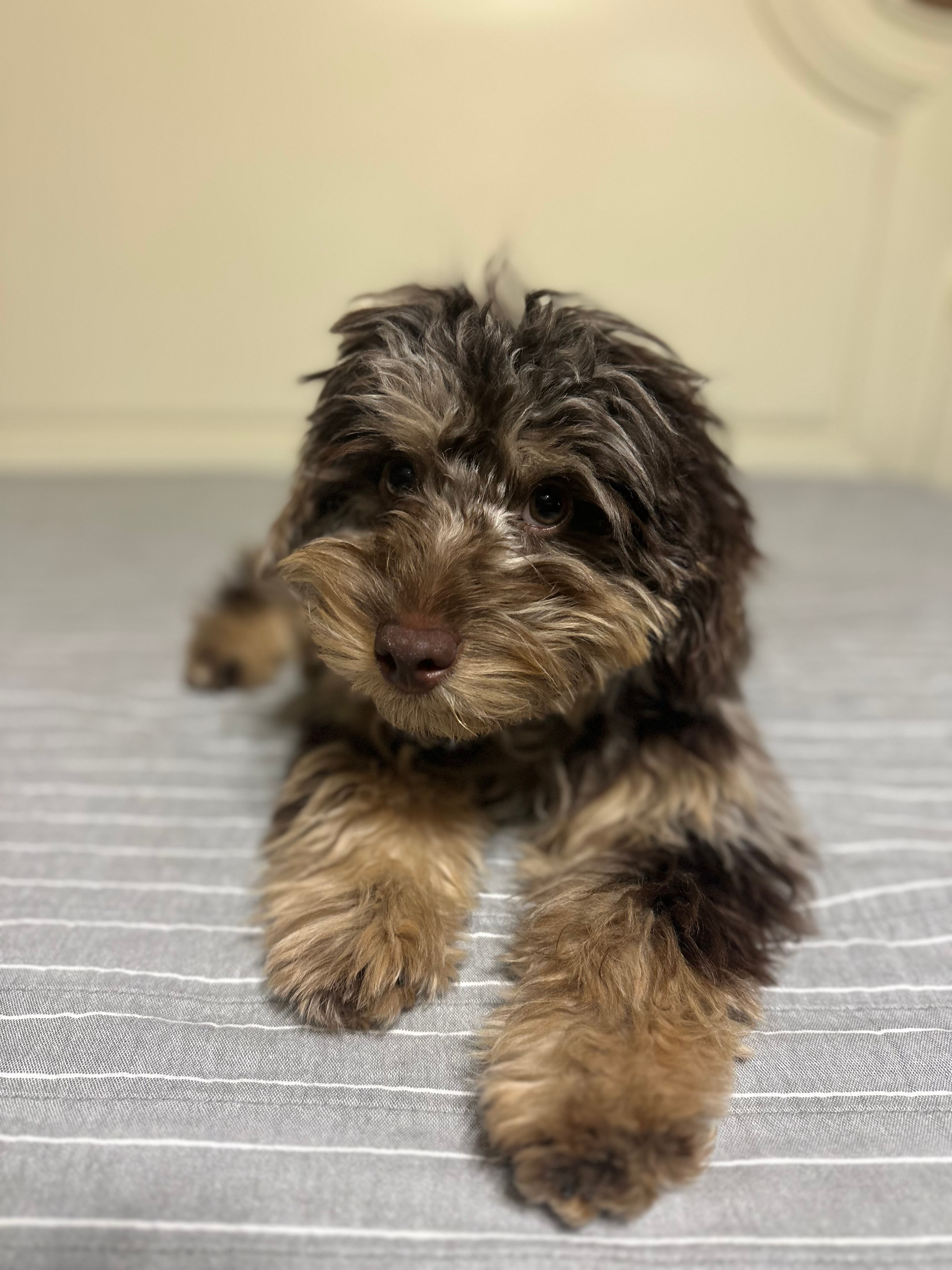 Mini Labradoodle Pup Being Cute