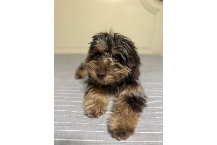 Mini Labradoodle Pup Being Cute