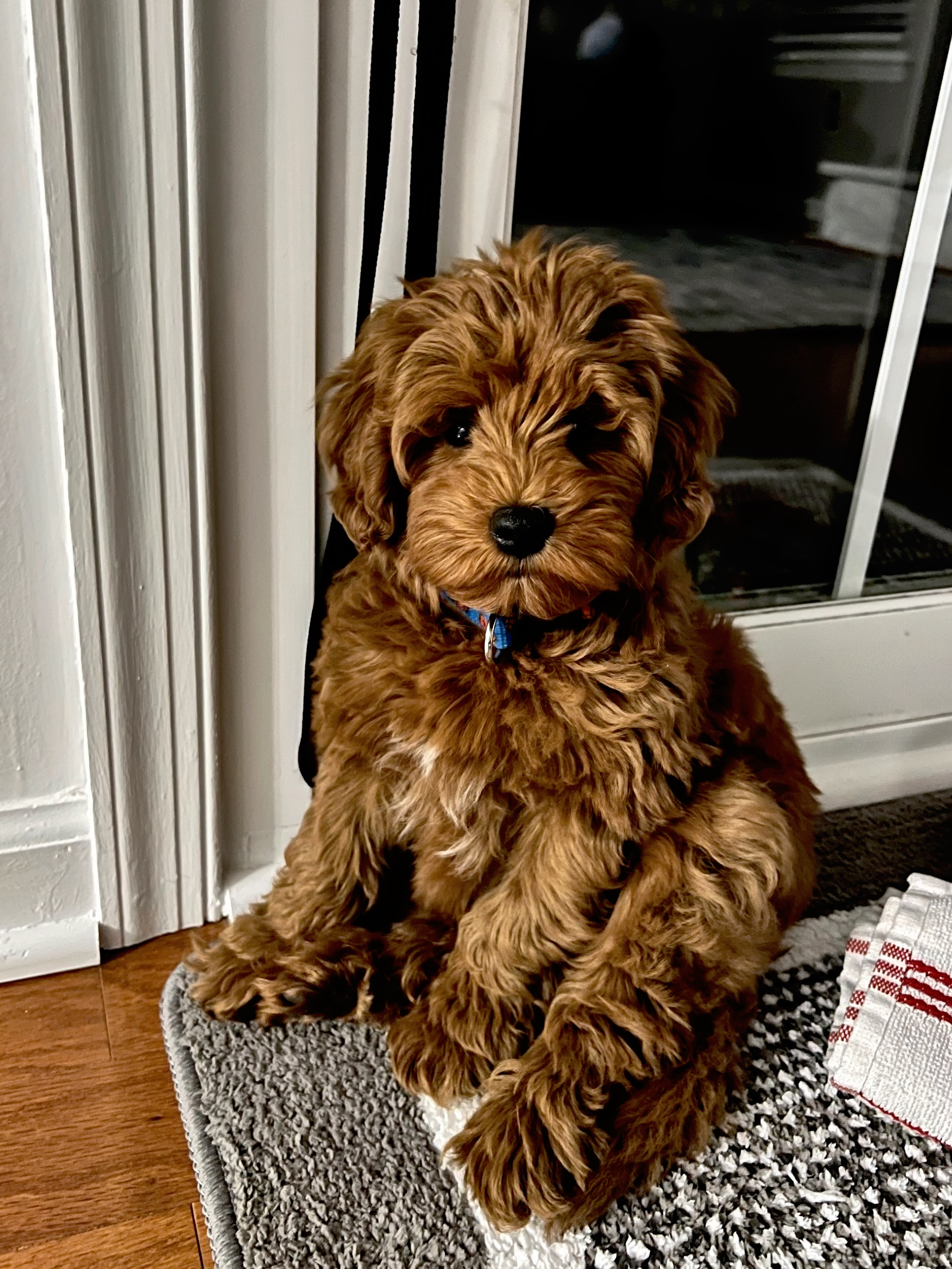 Small Mini Goldendoodle Baby