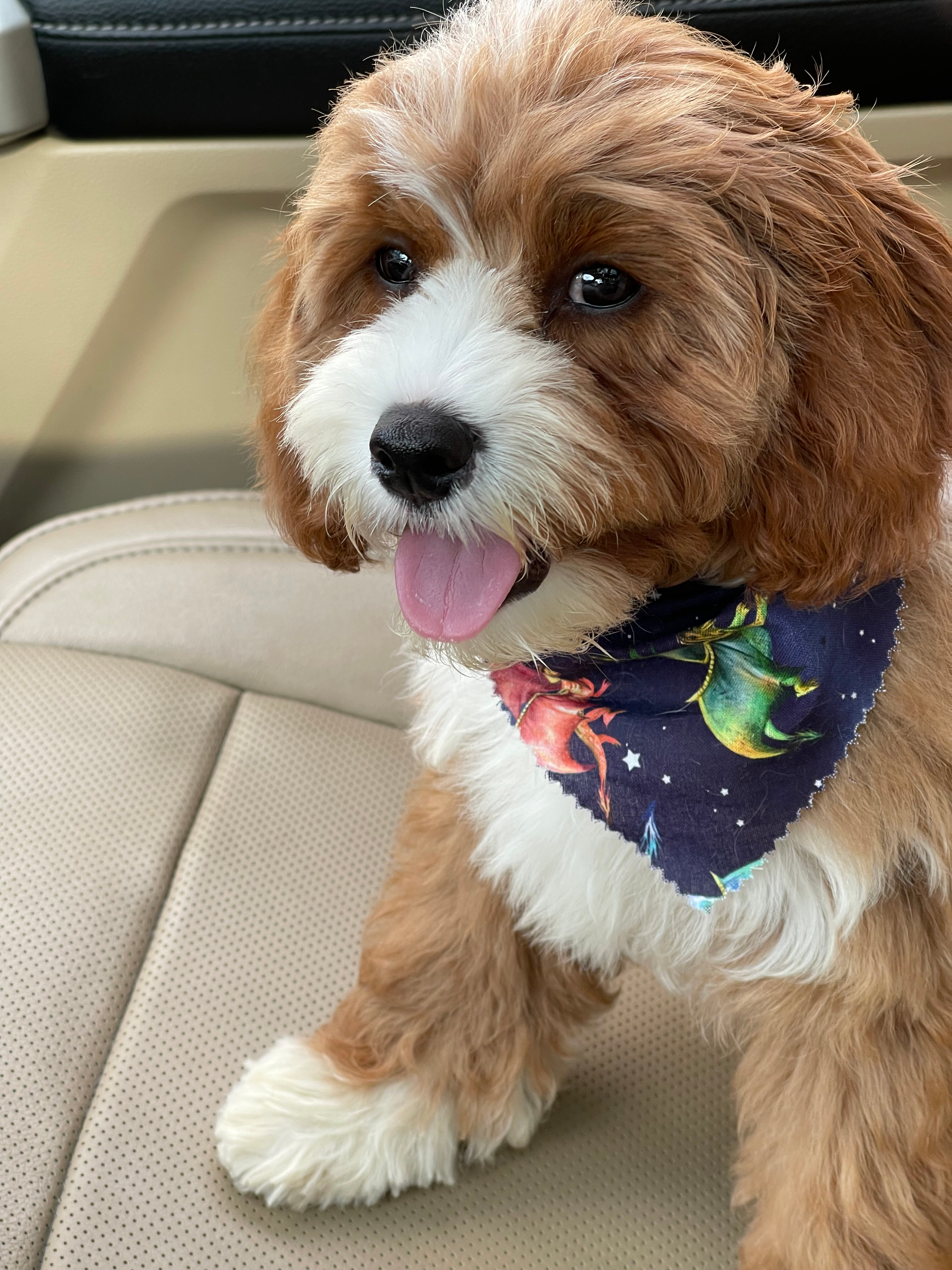 Best Cavapoo Baby