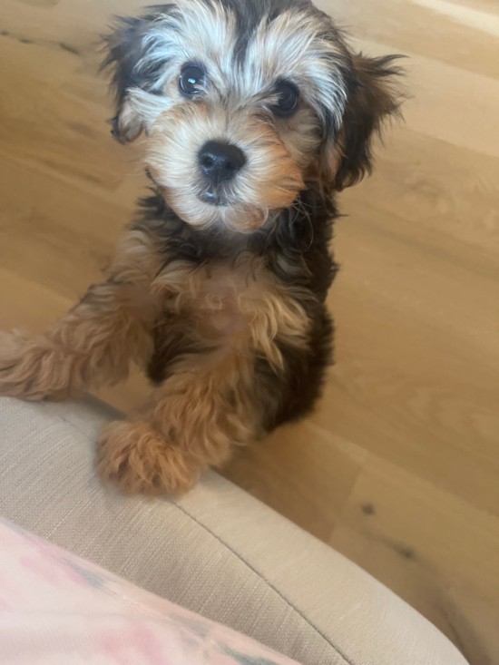 Yorkie Poo