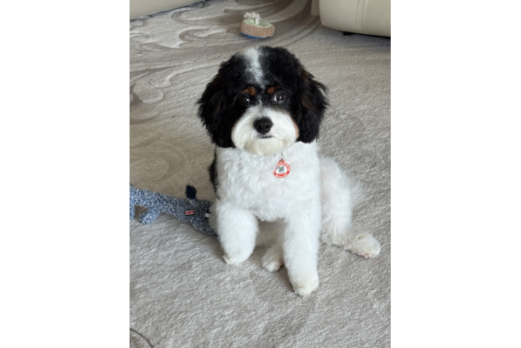 Best Cavapoo Baby